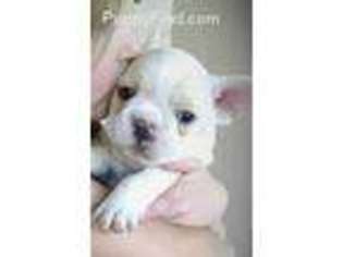 French Bulldog Puppy for sale in Artesia, NM, USA