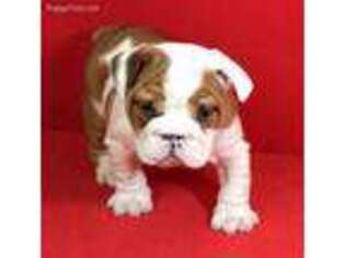 Bulldog Puppy for sale in Largo, FL, USA
