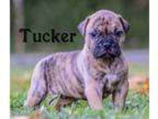 American Bulldog Puppy for sale in Steubenville, OH, USA