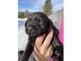 Labrador Retriever Puppy for sale in Vanderbilt, MI, USA
