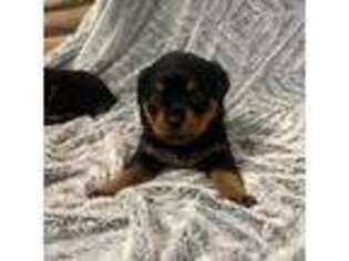 Rottweiler Puppy for sale in Greensboro, NC, USA
