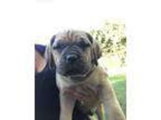 Boerboel Puppy for sale in Red Bluff, CA, USA