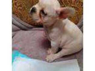 French Bulldog Puppy for sale in Morehead City, NC, USA