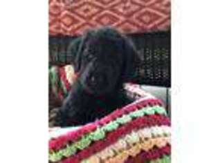 Labradoodle Puppy for sale in Richmond, KY, USA