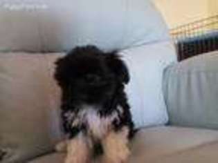 Havanese Puppy for sale in Hubert, NC, USA