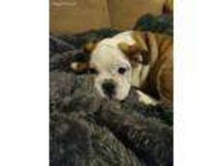 Bulldog Puppy for sale in Williamsburg, KY, USA