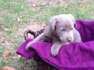 Labrador Retriever Puppy for sale in Loogootee, IN, USA