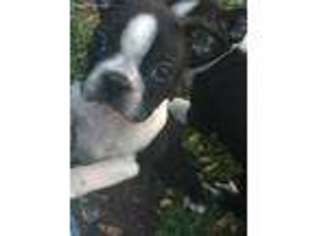 Boston Terrier Puppy for sale in Springdale, AR, USA