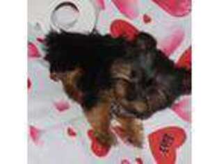 Yorkshire Terrier Puppy for sale in Cleveland, OH, USA