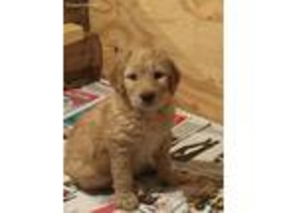 Labradoodle Puppy for sale in Laconia, NH, USA