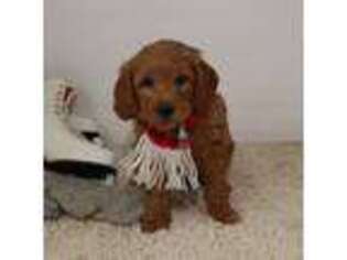 Goldendoodle Puppy for sale in Platteville, WI, USA