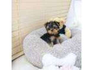 Yorkshire Terrier Puppy for sale in Morgan City, LA, USA