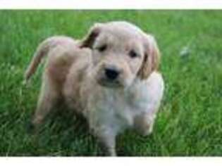 Goldendoodle Puppy for sale in Grabill, IN, USA