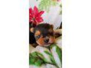 Yorkshire Terrier Puppy for sale in Englewood, TN, USA