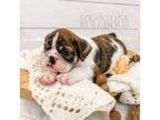 Bulldog Puppy for sale in Berea, KY, USA