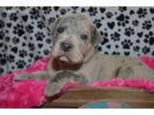Great Dane Puppy for sale in Eagle Mountain, UT, USA