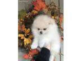 Pomeranian Puppy for sale in Coarsegold, CA, USA