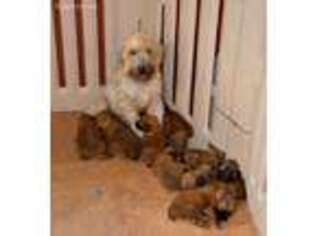 Soft Coated Wheaten Terrier Puppy for sale in Hernando, FL, USA