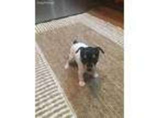 Mutt Puppy for sale in New Albany, IN, USA