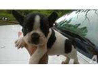 French Bulldog Puppy for sale in KEYSER, WV, USA