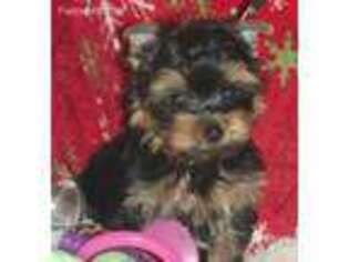 Yorkshire Terrier Puppy for sale in Trinity, TX, USA
