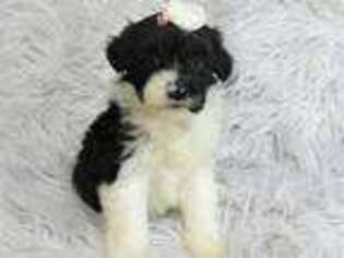 Portuguese Water Dog Puppy for sale in Millersburg, OH, USA