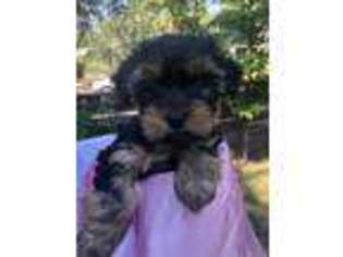 Yorkshire Terrier Puppy for sale in Mount Shasta, CA, USA