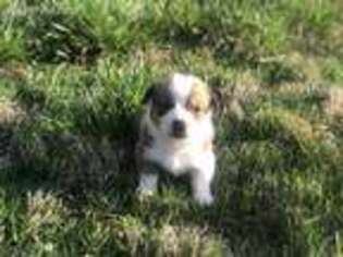 Pembroke Welsh Corgi Puppy for sale in Nortonville, KY, USA
