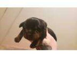 Rottweiler Puppy for sale in Bear, DE, USA