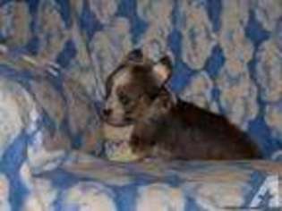Chinese Crested Puppy for sale in TALLADEGA, AL, USA