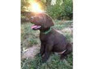 Labrador Retriever Puppy for sale in Republic, MO, USA