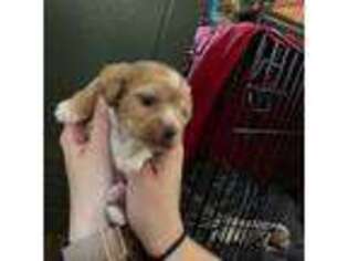 Cavapoo Puppy for sale in Maricopa, AZ, USA