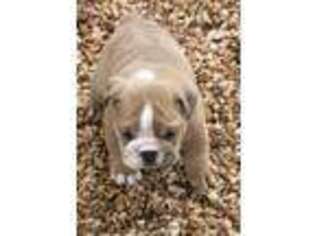 Bulldog Puppy for sale in Neosho, MO, USA