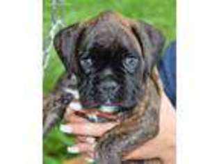 Boxer Puppy for sale in Hodgenville, KY, USA