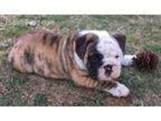 Bulldog Puppy for sale in Crowder, OK, USA