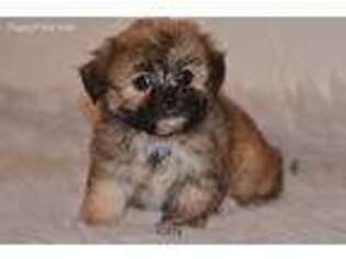 Mutt Puppy for sale in West Brookfield, MA, USA