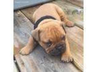 Olde English Bulldogge Puppy for sale in Gallant, AL, USA