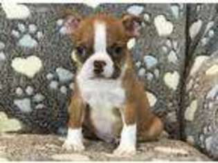 Boston Terrier Puppy for sale in Clements, MD, USA