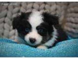 Miniature Australian Shepherd Puppy for sale in Hummelstown, PA, USA