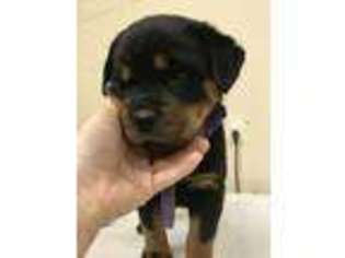 Rottweiler Puppy for sale in Christmas Valley, OR, USA