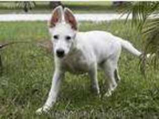 German Shepherd Dog Puppy for sale in Ruskin, FL, USA