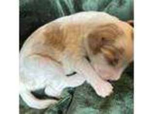 Cavapoo Puppy for sale in Bozeman, MT, USA