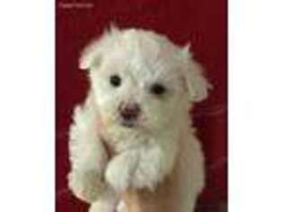 Maltese Puppy for sale in Buhl, ID, USA