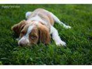 Brittany Puppy for sale in Grand Junction, CO, USA