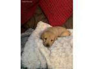 Labrador Retriever Puppy for sale in Sallis, MS, USA