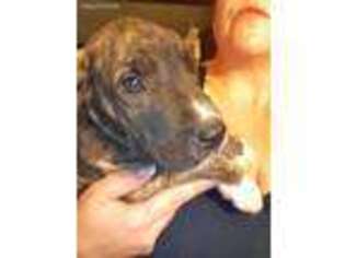 Great Dane Puppy for sale in Marengo, OH, USA
