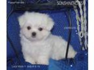 Maltese Puppy for sale in Elmwood, NE, USA