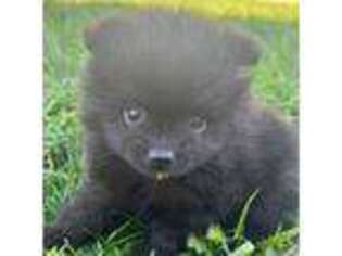 Pomeranian Puppy for sale in Blue Springs, MO, USA