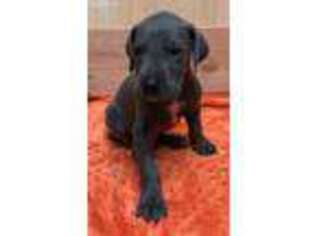 Great Dane Puppy for sale in Tollhouse, CA, USA