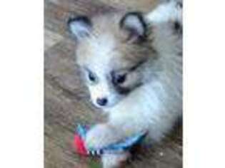 Pomeranian Puppy for sale in Honey Brook, PA, USA